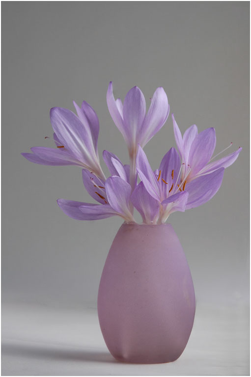 Autumn Crocus   Copy (2)